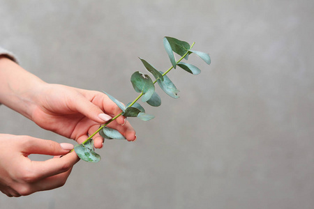 手持桉树树枝的女性手特写镜头.照片没有脸,只有手.