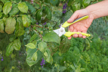 修剪的苹果树图片