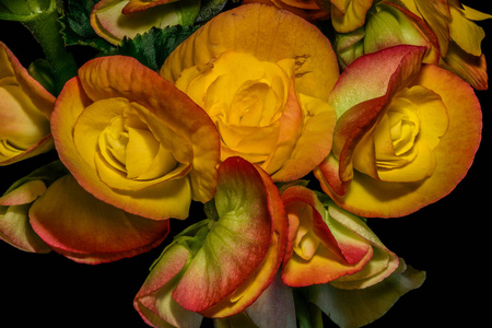 暖色黄橙色海棠花三重奏图片