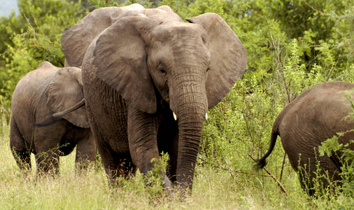 野生动物 旅行 兽群 游猎 国家的 动物 大象 旅游业 荒野