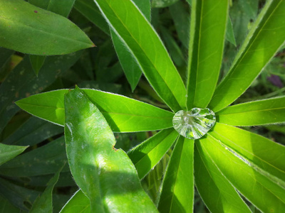 早晨 植物区系 植物 雨滴 纯洁 生长 草坪 纹理 凝结