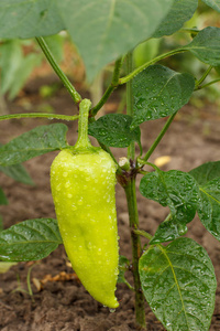 花园里灌木上生长的甜椒。保加利亚或甜椒。