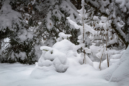 降雪 公园 森林 雪堆 冬天 美丽的 十二月 季节 天气
