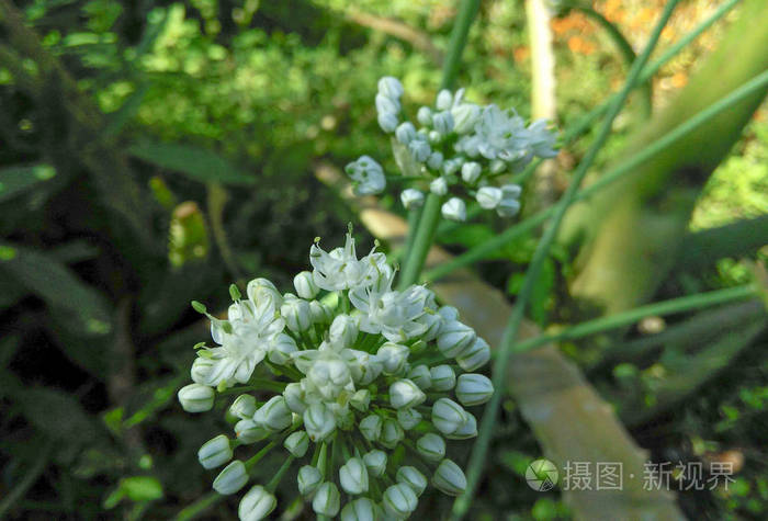 花园 植物区系 冬天 成长 复制 植物学 花瓣 植物 素食主义者