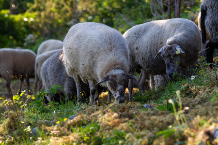 羊毛 哺乳动物 动物群 动物 农场 毛皮 森林 草地 野生动物