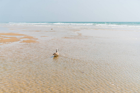 海水淹没了沙质的海岸，一只孤独的海鸥坐在水面上，远处的海洋在翻滚它的波浪