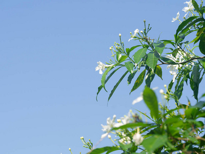 风车茉莉花，绉纱茉莉，紫薇茉莉，白色小花