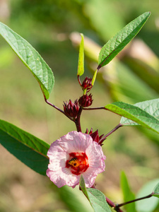 Red flowers and fruit of Rosella Hibiscus sabdariffa Linn. or 