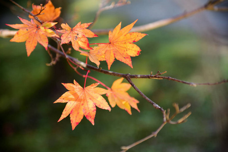 秋天 神秘的 日本 小山 自然 花园 树叶 阴影 外部 旅行