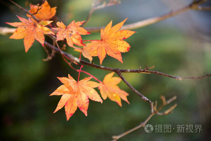 秋天 神秘的 日本 小山 自然 花园 树叶 阴影 外部 旅行