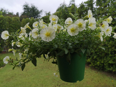 矮牵牛 美丽的 盛开 花园 植物 花的 春天 风景 花瓣