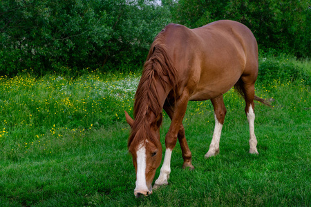 春天，一匹马在草地上吃草的田园风光