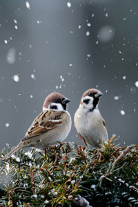 美丽的 自然 冬天 羽毛 动物 北海道 麻雀 野生动物