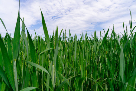 春天生长的健康小麦