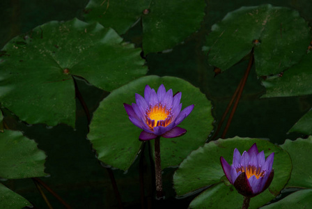 花园 颜色 花的 植物区系 花瓣 盛开 花粉 莲花 自然