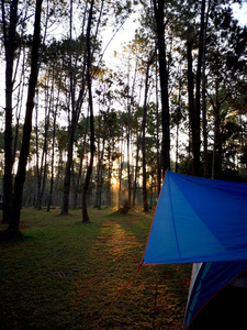 植物 冬天 休息 松木 自然 帐篷 活动 太阳 早晨 泰国