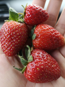 美味的 农场 水果 自然 花园 夏天 收获 农业 甜的 食物