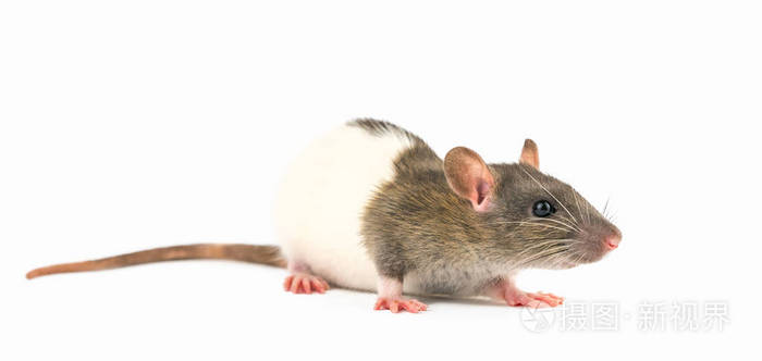 白色背景上的宠物老鼠肖像是孤立的