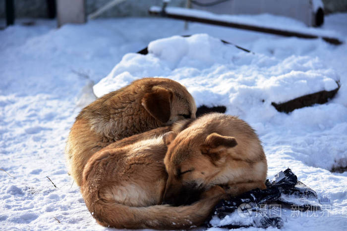 流浪狗冻在雪地里