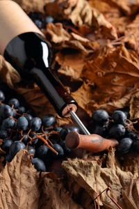 Bottle of red wine with corkscrew. On a table dried vine leaves 