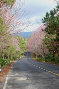 盛开 街道 旅行 细枝 樱花 旅行者 季节 自然 亚洲 大树枝