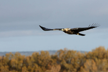 自然 猛禽 国家的 权力 公园 公司 特写镜头 捕食者 观鸟