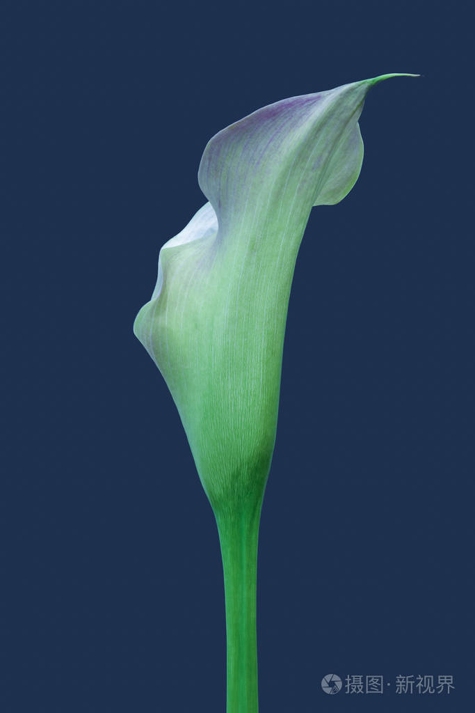 isolated violet green calla blossom,blue background,fine art 