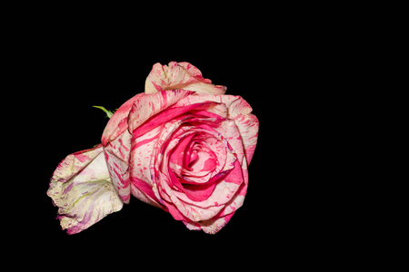 黑色背景上孤立的粉白色脉蔷薇花照片