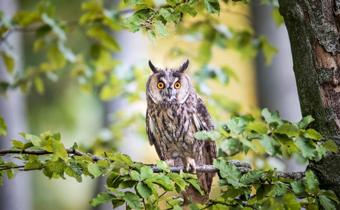 长耳猫头鹰坐在树上.照片