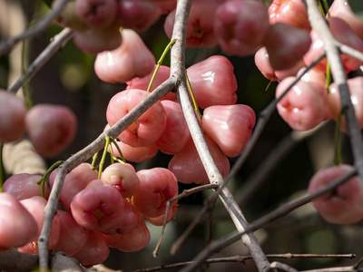 Syzygium aqueum is a species of brush cherry tree  Bali, Indones