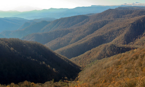 美丽的 高峰 高加索 薄雾 颜色 风景 小山 美女 森林