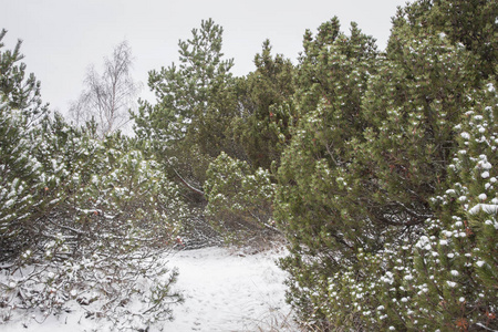 木材 公园 美女 环境 俄罗斯 雾凇 季节 冬天 天气 仙境
