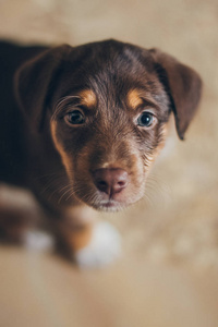 可爱的棕色小狗肖像抬头看着美丽的眼睛