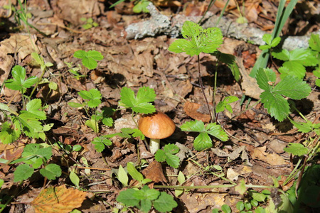 植物 蘑菇 夏天