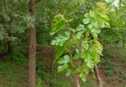 桑树幼树在春季开始生长照片