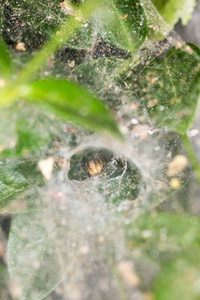 眼睛 昆虫 花园 特写镜头 捕食者 植物区系 蛛形纲 树叶