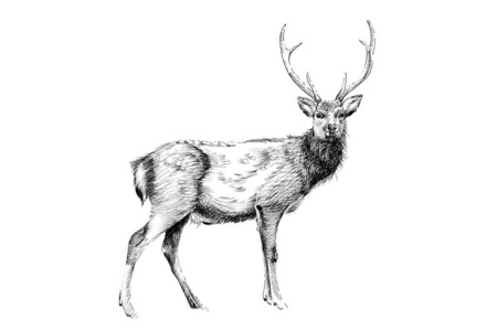 手绘鹿，素描图形单色插图