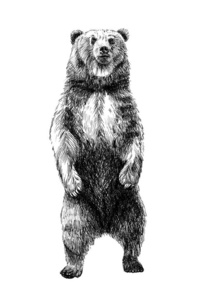 手绘熊，素描图形单色插图