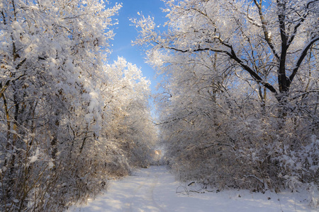 匈牙利橡树林的雪景