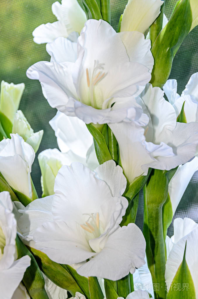 白色唐菖蒲花特写