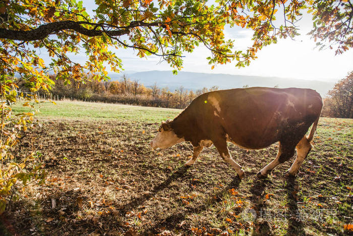 日落时在牧场上吃草的奶牛