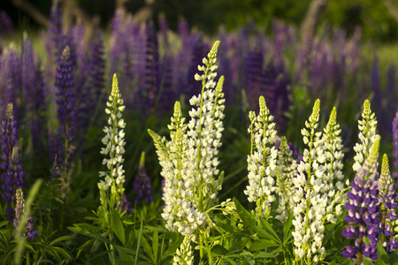 白色和紫色的羽扇豆美丽的春花在森林附近的户外绽放，背景