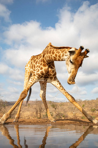 长颈鹿喝酒后把头往后仰照片