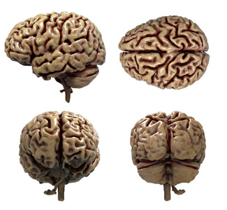 人体在白色背景下分离的四个视图中的大脑解剖三维绘制