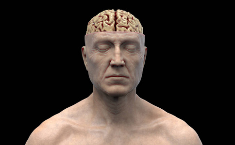 在黑色背景下分离的前视图中人体的大脑解剖-三维绘制照片