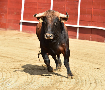 怪物 轮廓 危险的 公牛 西班牙 奶牛 野兽 勇气 牛肉