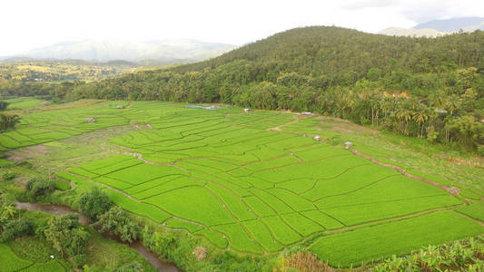 季节 大米 种子 环境 自然 稻谷 成长 粮食 农田 农业
