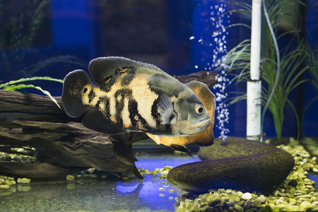 短脊椎豪猪鱼图片