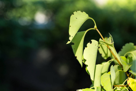 绿色植物 生态学 森林 夏天 植物区系 春天 自然 季节