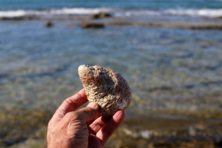 自然 石头 波浪 贝壳 旅行 以色列 季节 早晨 十二月